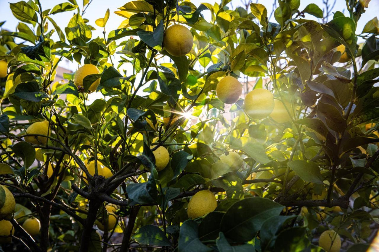 The Lemon Tree Apartment Вилафлор Екстериор снимка