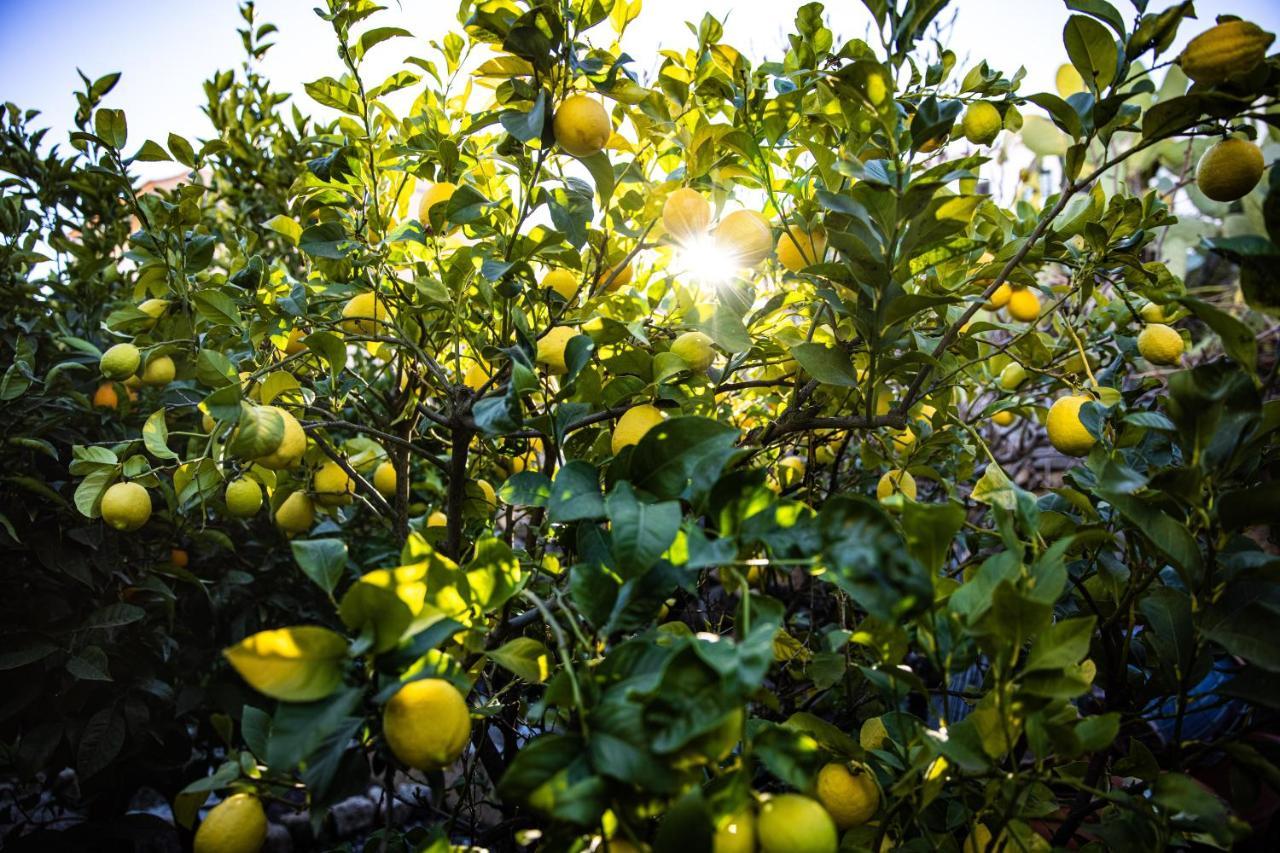 The Lemon Tree Apartment Вилафлор Екстериор снимка